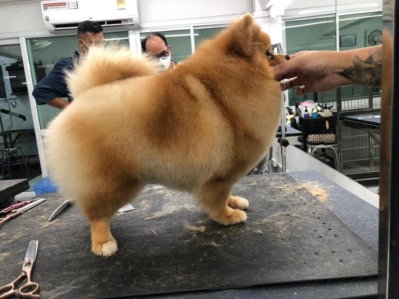 Trimming Spitz