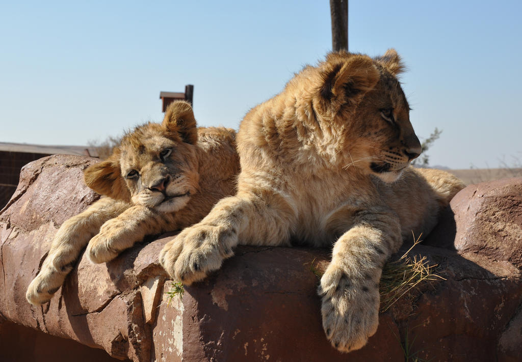 lion-cubs-stock-by-kridah-stock-d73vehr-fullview.jpg