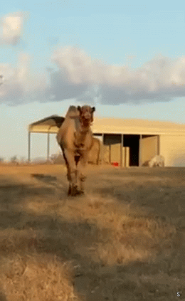 ezgif-2f3094562406ea.gif