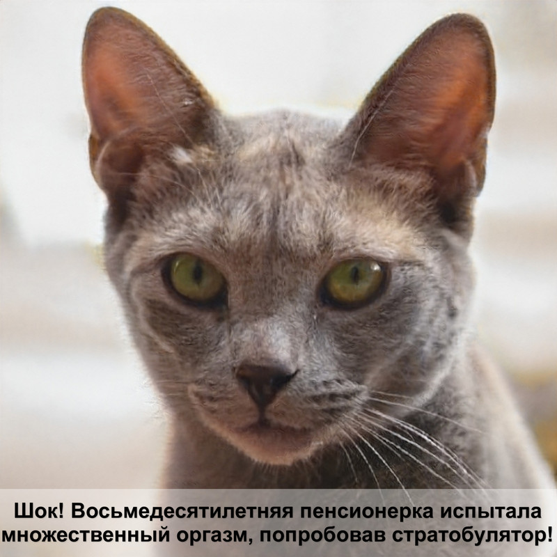 мейн кун шоколадного окраса