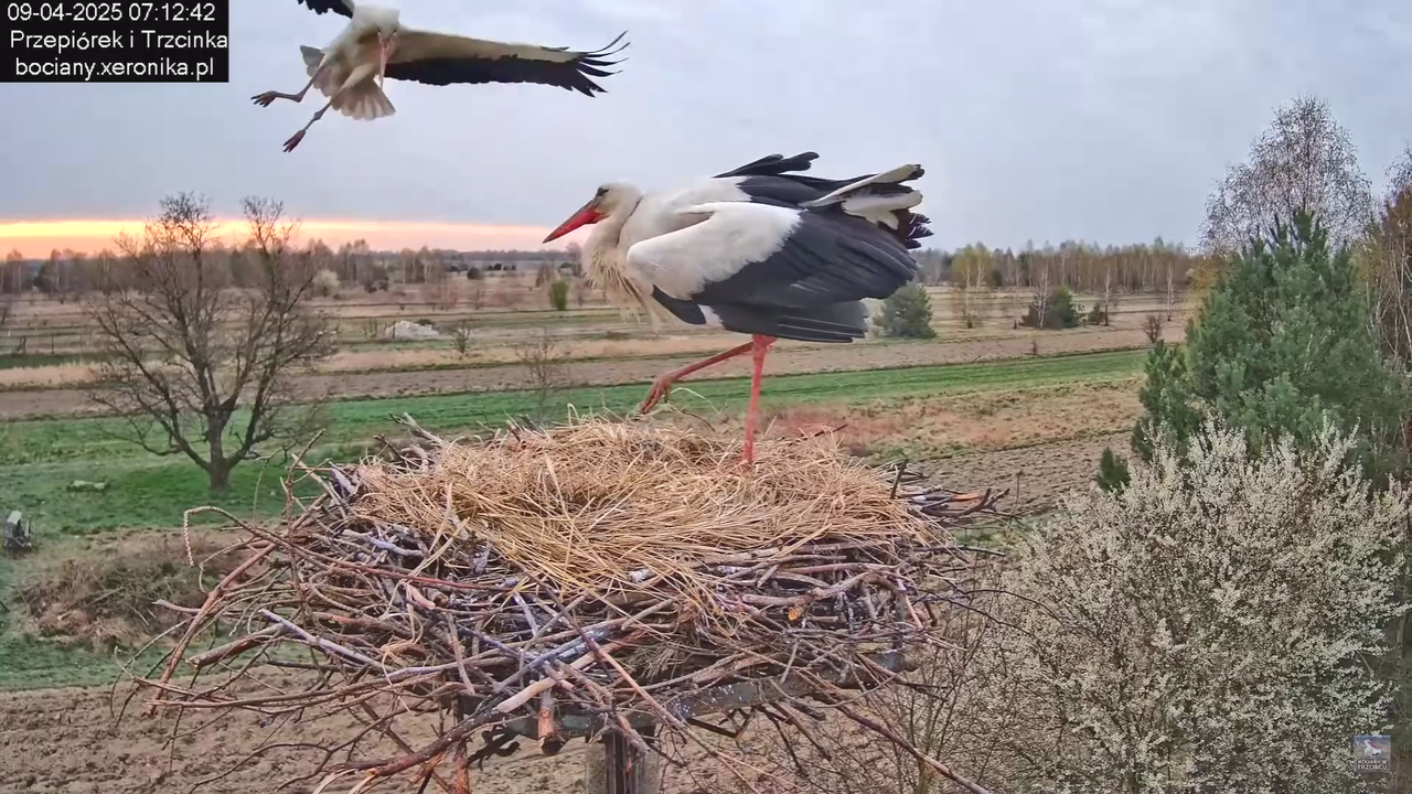 09042025bociany_11