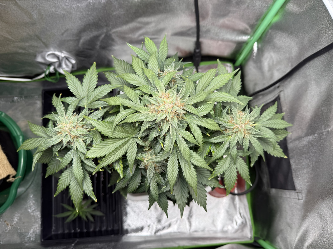 0A36D091-92C4-4CDE-88DA-E6CD3DA9F321