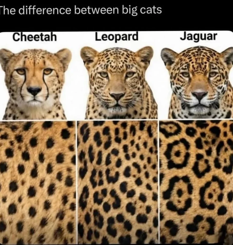 spot-patterns