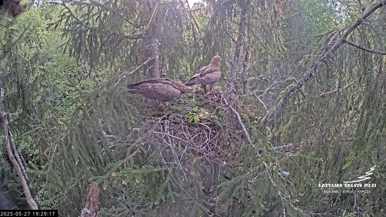 LVM mazais ērglis Lisiņa, egle2 – Lesser Spotted Eagle 11-6-12 screenshot