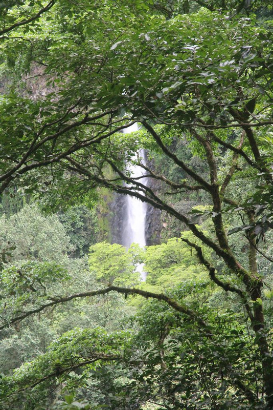 DE TORTUGAS Y PEREZOSOS. COSTA RICA 2019 - Blogs de Costa Rica - DIA 7: ARENAL. CATARATA FORTUNA (17)