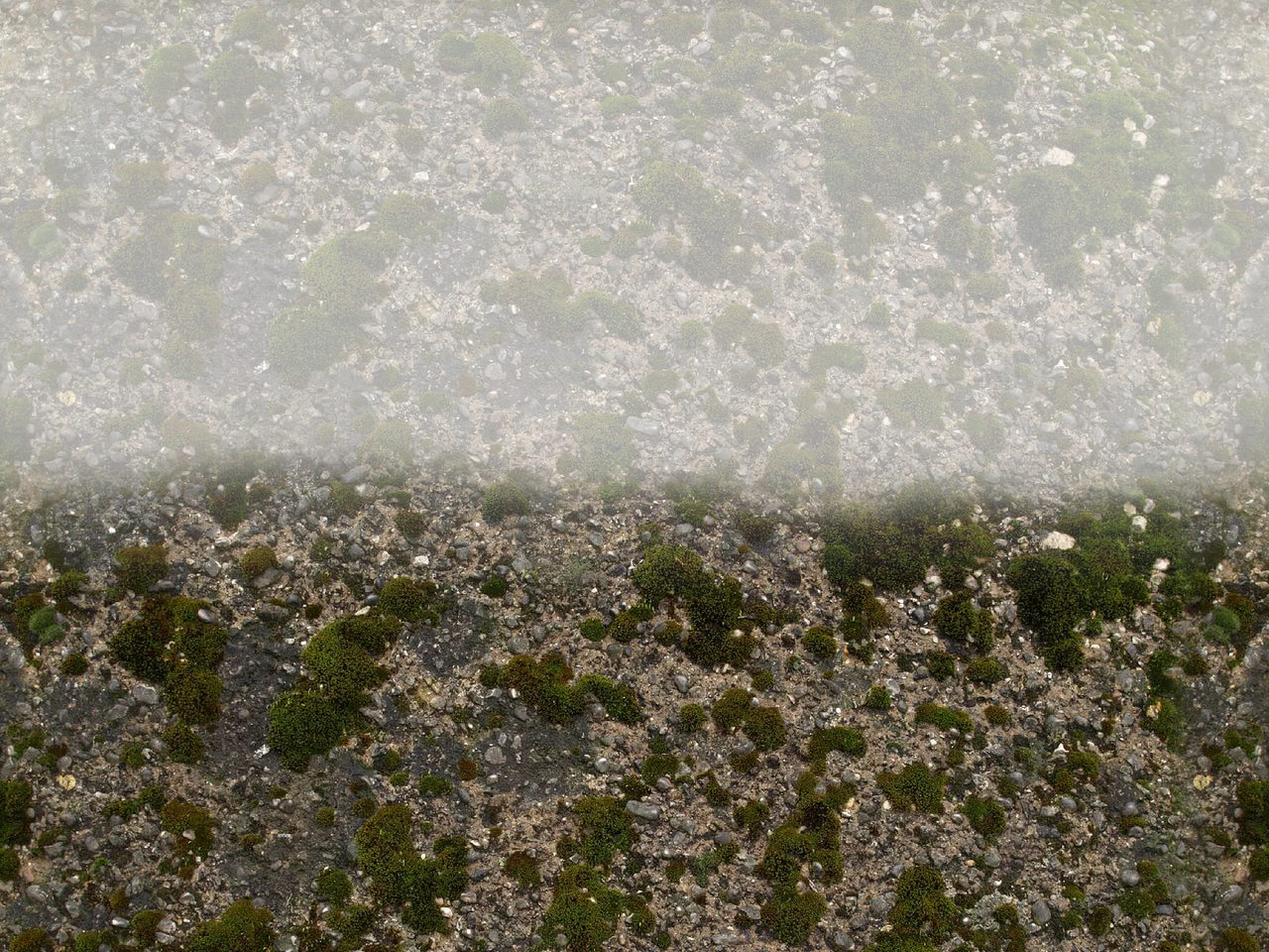 stein moosboden transhalb