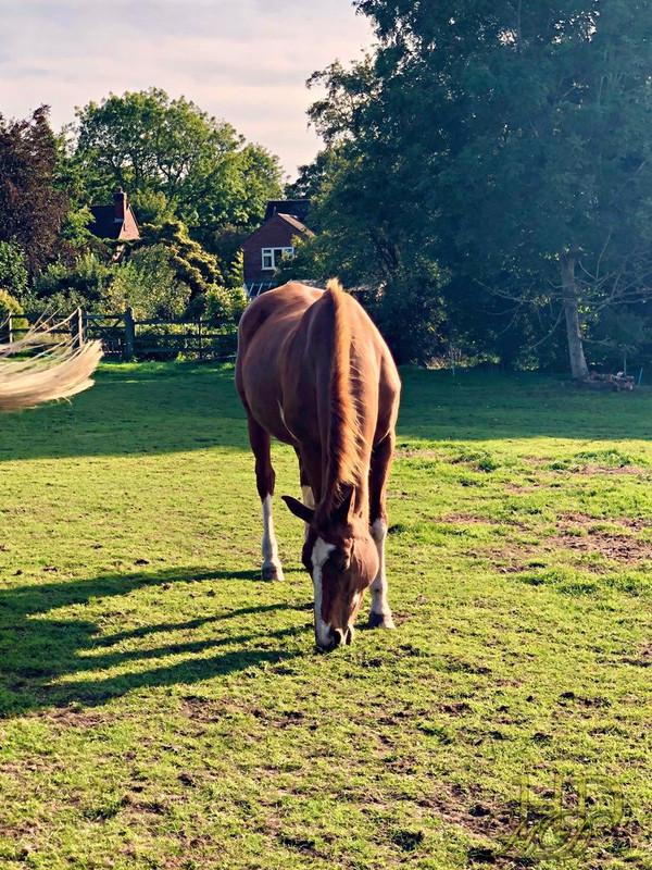 Animals-Horse-solitary-field-HD.jpg