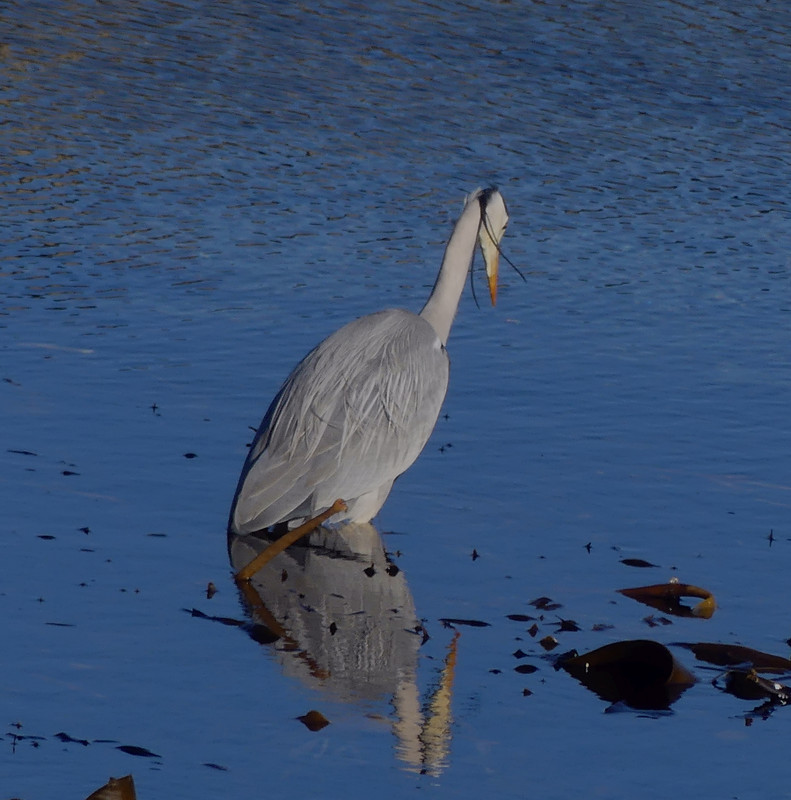 HERON 1