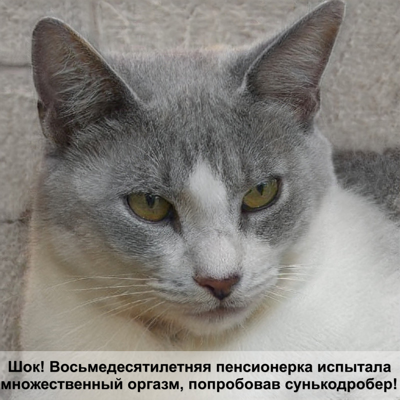 еда для кошек