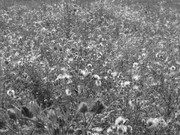 ADP Free party Balscha 2009 038