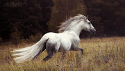 andalusian_stallion_bucefalo_xxxii_by_alla_equi_dcldiqc-fullview