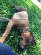 Rocco the Rhodesian Ridgeback 45