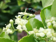 Fly_20230604_161006168_cropped