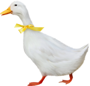 0-1c0e0e-5dd6d53f-orig