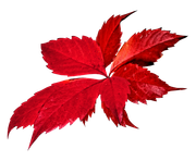 BC-Beautiful-Xmas-Elem-53