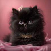 krbmusic-A-portrait-of-an-adorable-black-baby-Persian-Cat-with-45ee9e23-3eef-4c3e-9d05-87ffe809e9c9.jpg