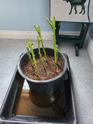 [Image: 20221029-Over-winterizing-peppers.jpg]