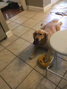 image_2023-02-02_231334108