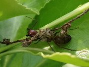 Ant_20230604_160518483_cropped