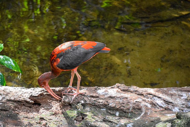 В джазе только девушки или аргентинско-бразильский калейдоскоп В джазе только девушки или аргентинско-бразильский калейдоскоп