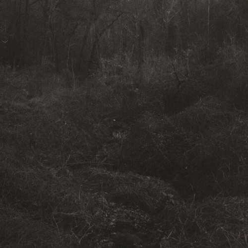 Lesley Mok - transient (2026) FLAC
