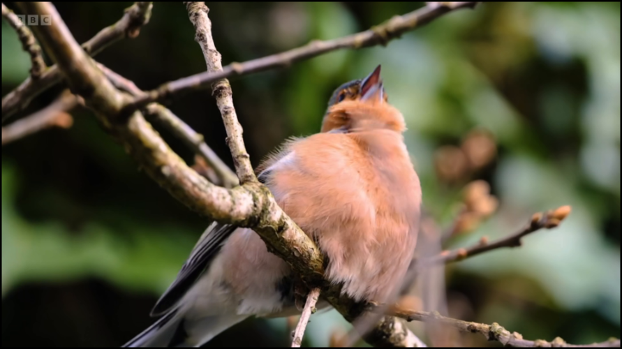 [Image: 74tc16mepomm.png]