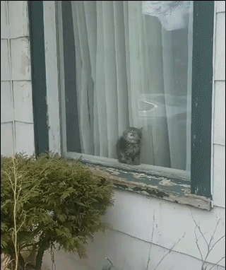 Cute-Kitten-GIF-Kitty-falling-asleep-on-glass-window-Hey-wake-up-Poor-baby-he-is-so-tired.gif