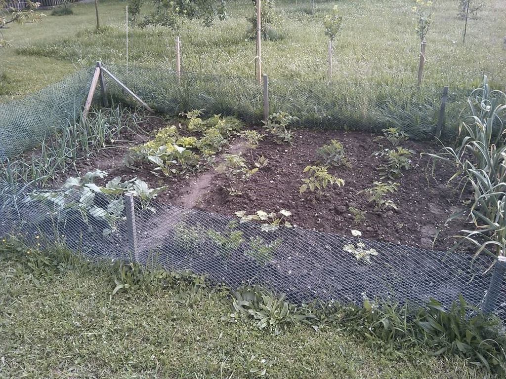 10388144_257048244479607_6651842061695188586_n