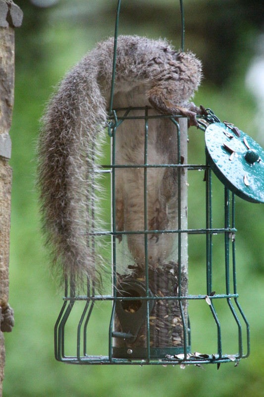 photo Squirrel Balls Stuck In Bird Feeder tz uk forums