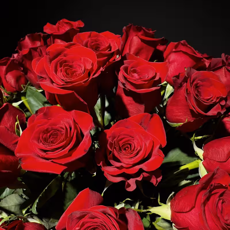 Ramo de 31 Rosas Rojas