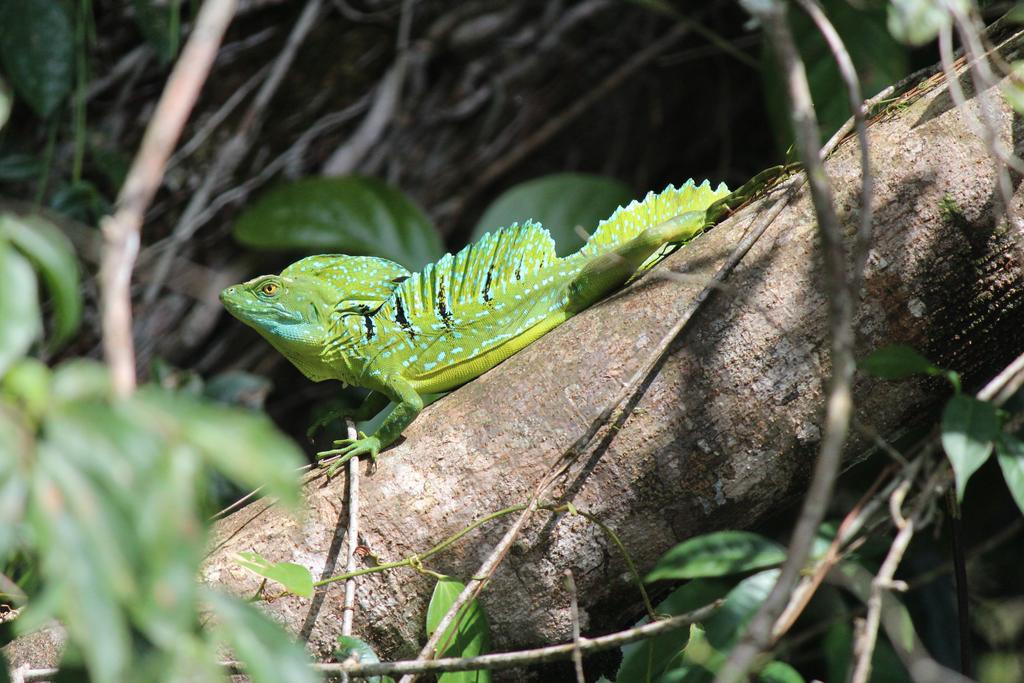 DIA 3: CANALES, COLINAS Y TORTUGAS - DE TORTUGAS Y PEREZOSOS. COSTA RICA 2019 (22)