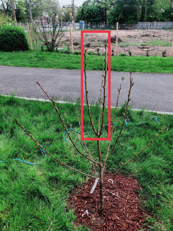 How would you prune this cherry tree? r/BackyardOrchard