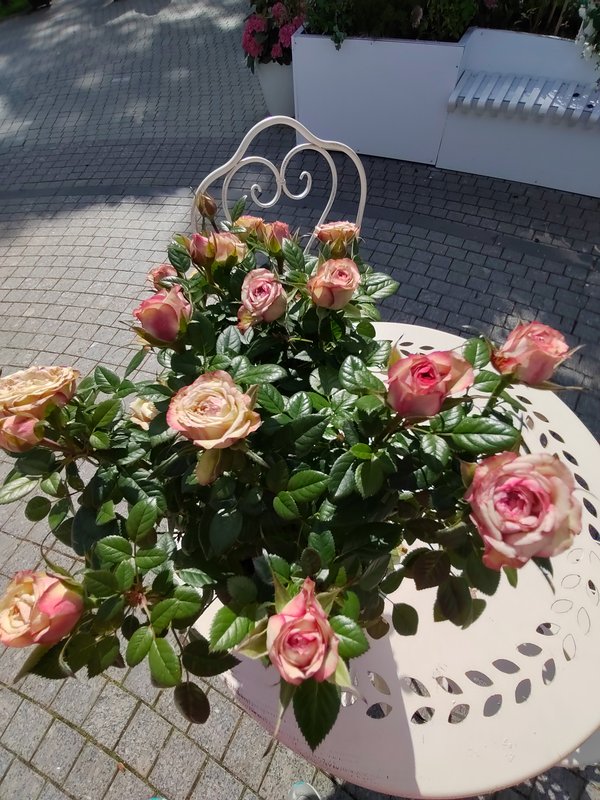 https://i.postimg.cc/1R6vF2Fj/26-IMG-20250626-154056.jpg