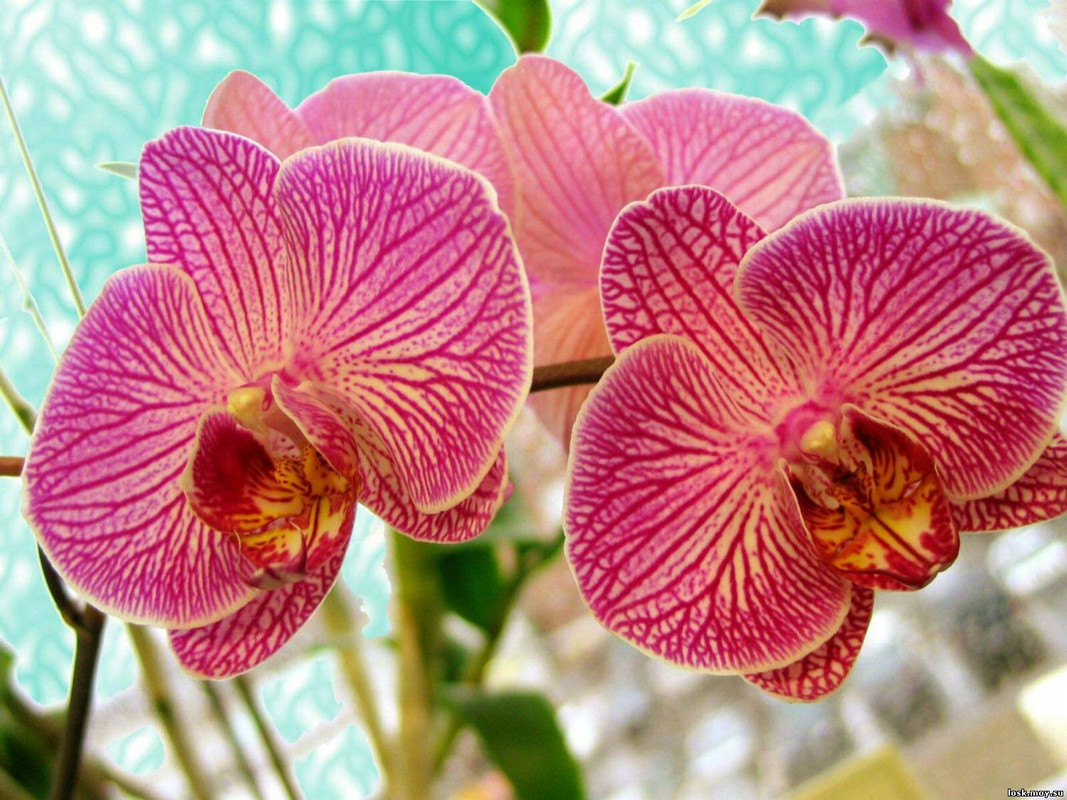 Орхидея Aphrodite как создать оптимальный микроклимат и увеличить ее живучесть в домашних условиях