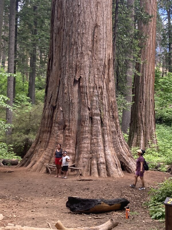 Sequoiadendron-giganteum-8-23.jpg
