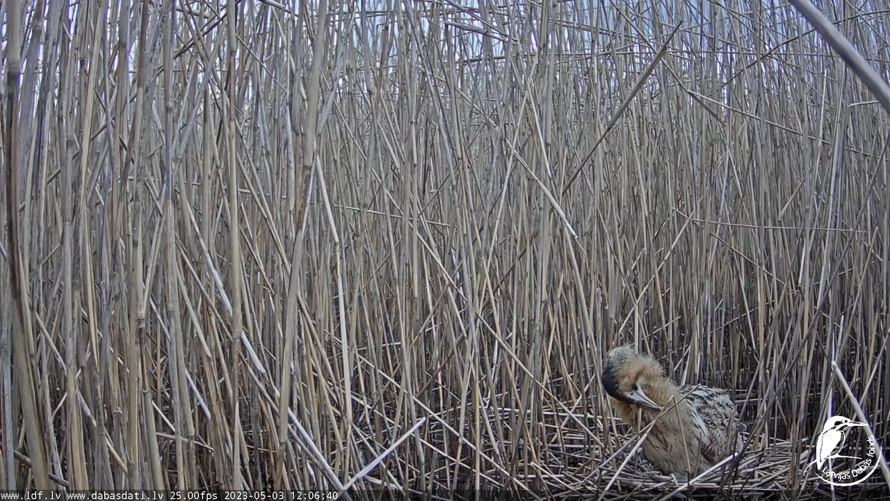 Lielais dumpis (Botaurus stellaris) Engurē - LDF tiešraide 13-5-10 screenshot