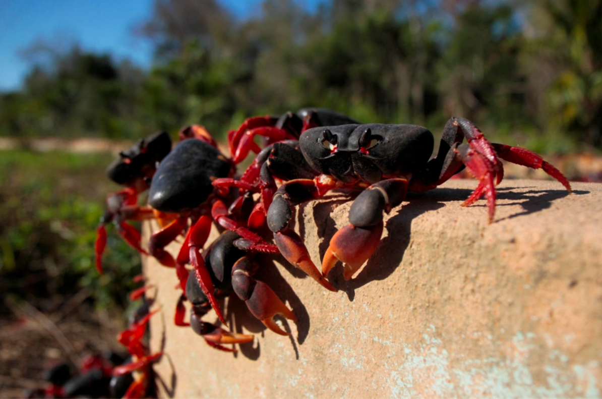 Millones de “cangrejos zombies” desatan terror al migrar en enjambre