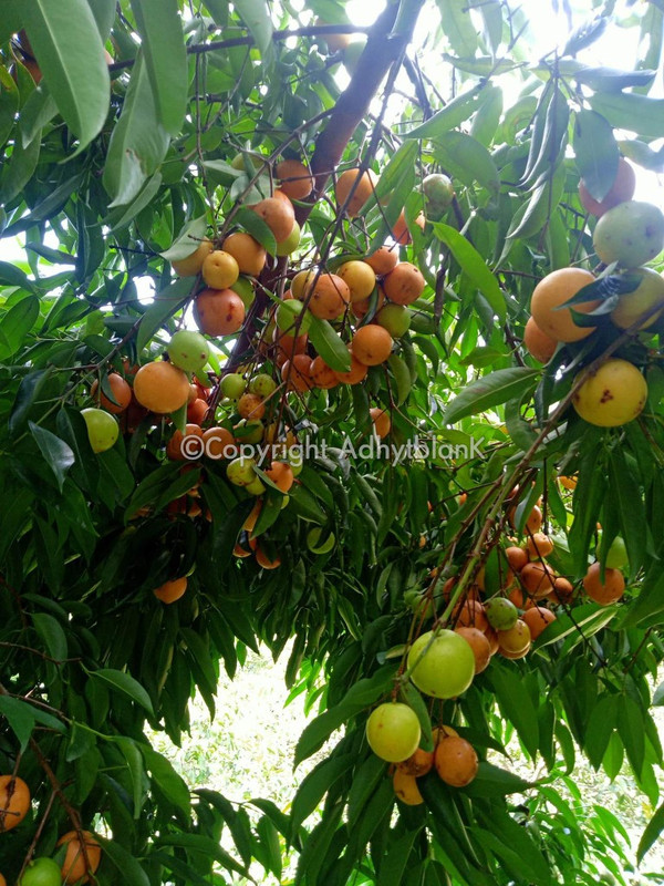 received_807991559820540_wm