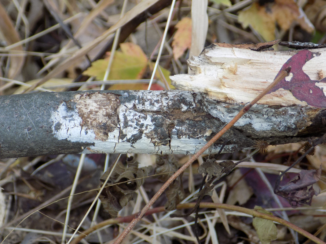 A log with a white film of lichen on it.