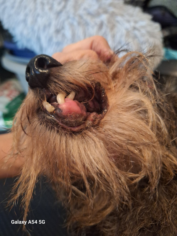 [Image: 20241124-181959-0.jpg]