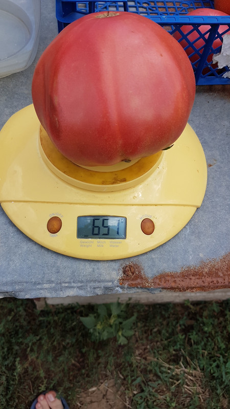 розов20190818_130623