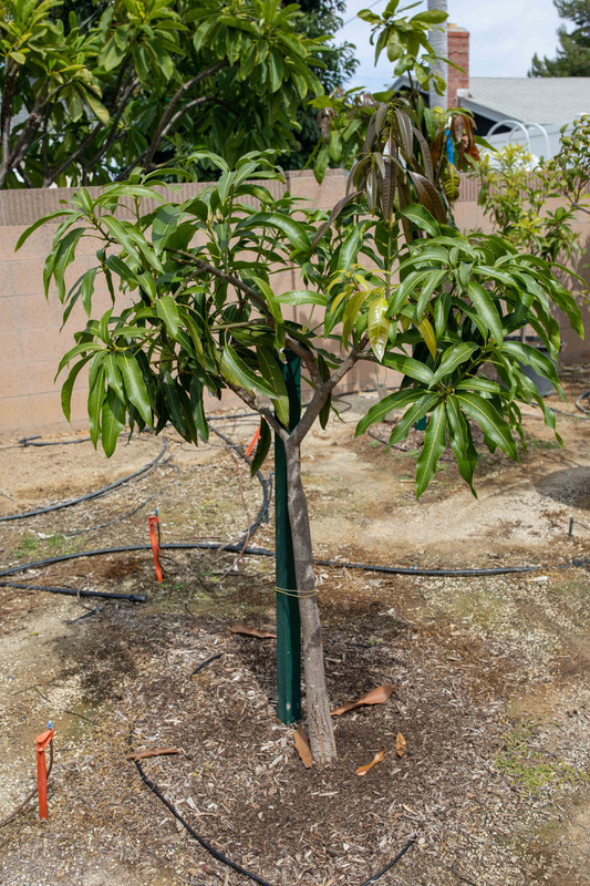 Mallika Mango Tree (9-22-2019)