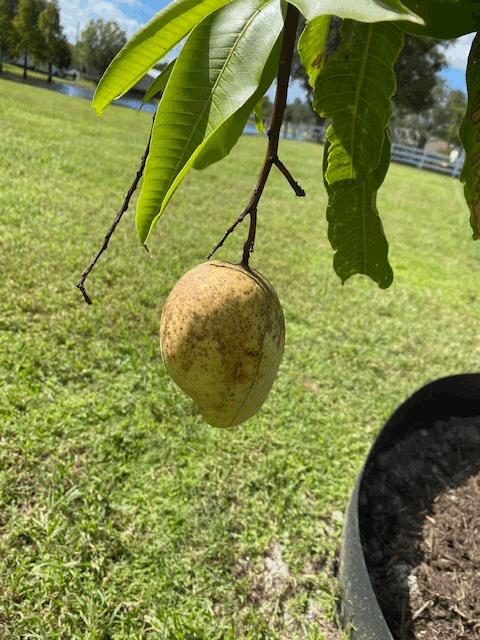 Chocanonmango102520