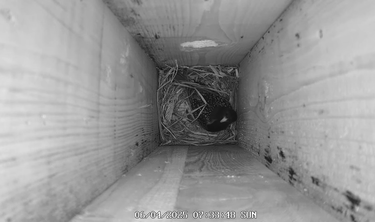 (8) Mājas strazds 2025 Tiešraide - YouTube - 673_05