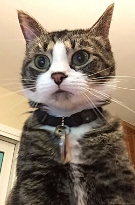 20 котов-хакеров, которые неправильно ввели пароль, и были сняты на веб-камеру