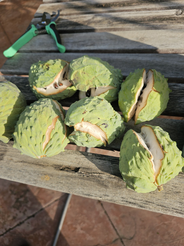 17328115244975697318479693102761