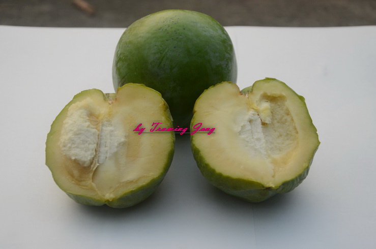 東東果園白柿品種cuccio果實剖面調整??名DSC_3489