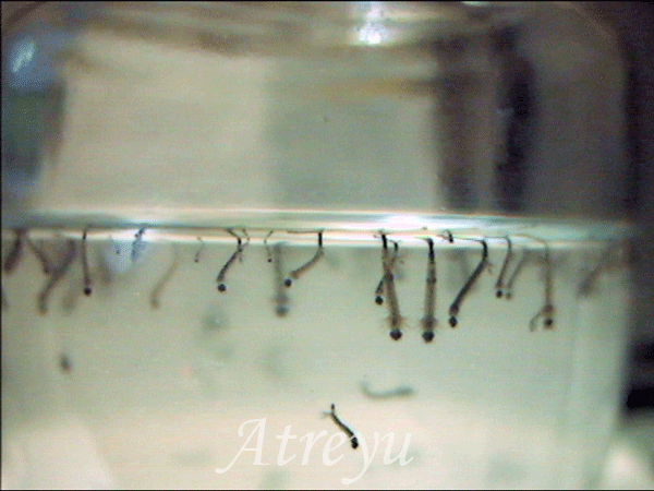 larvas-mosquito-1.gif