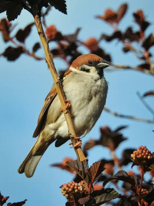 brown-bird-8785666-1280.webp