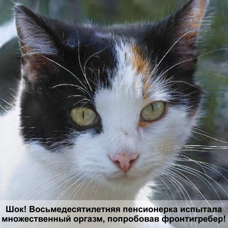 у кошки лысеет бровь